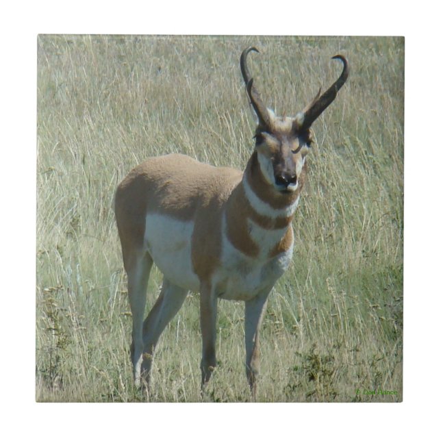 Carreau A13 Pronghorn Antelope Buck (Devant)