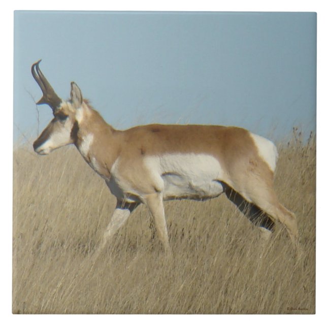 Carreau A45a Pronghorn Antelope Buck (Devant)