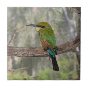 Carreau Abeille arc-en-ciel, Australie