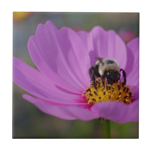 Carreau Abeille Sur La Fleur De Cosmos Rose (Devant)