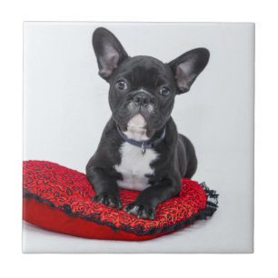 Carreau Adorable Black and White Bulldog Puppy Photo