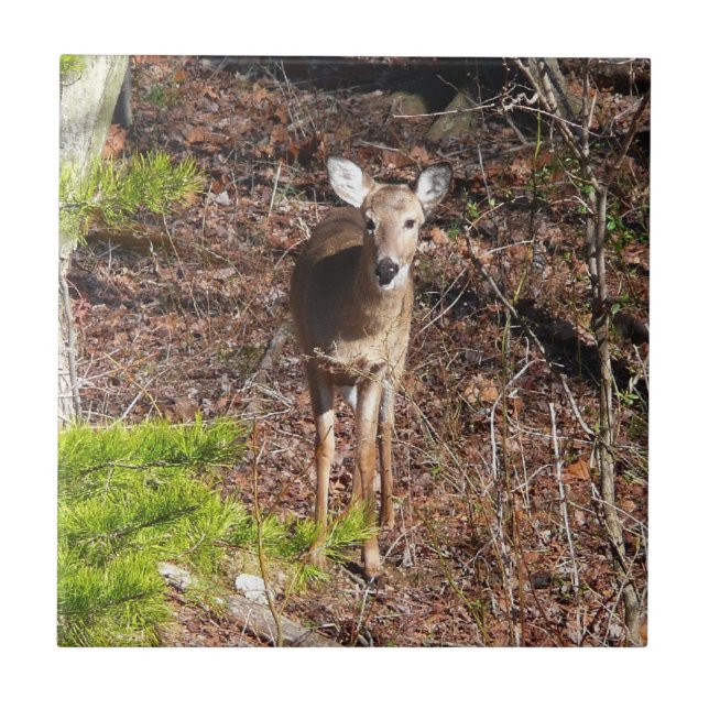 Carreau Adorable Cerf dans les Bois Photographie de la nat (Devant)