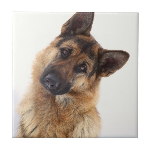 Carreau Adorable funny german shepherd portrait (Devant)