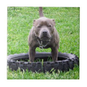 Carreau Adulte Homme Staffordshire Terrier Prêt À Jouer,