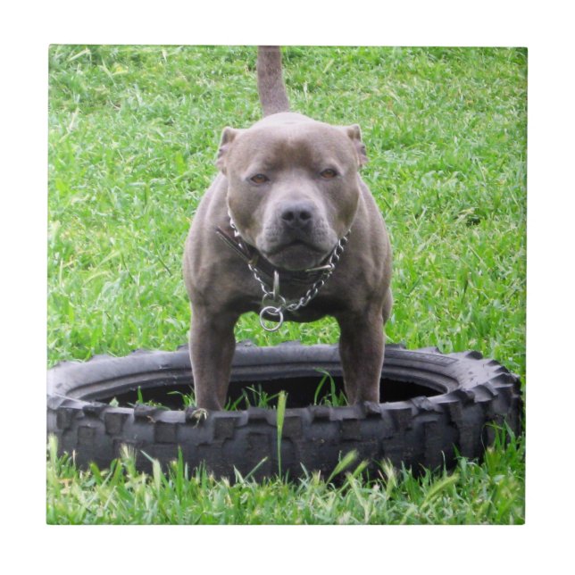 Carreau Adulte Homme Staffordshire Terrier Prêt À Jouer, (Devant)