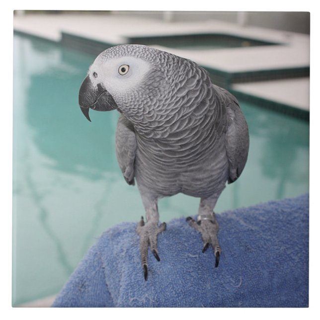 Carreau African Grey Pool Party (Devant)
