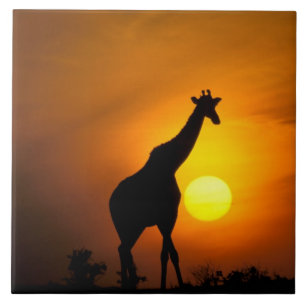 Carreau Afrique, Kenya, Masaï Mara. Giraffe