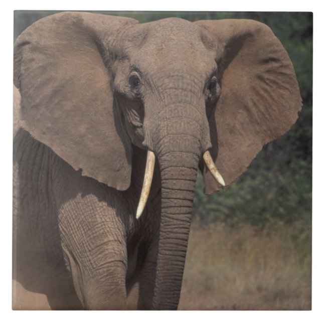 Carreau Afrique, Kenya, Nanyuki, Mpala. Eléphant africain. (Devant)