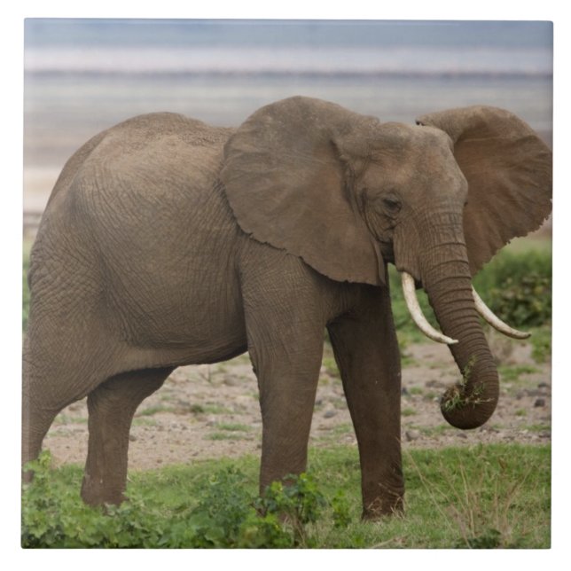 Carreau Afrique. Tanzanie. Éléphant au lac Manyara NP. (Devant)