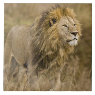 Carreau Afrique. Tanzanie. Lion mâle à Ngorongoro