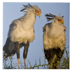 Carreau Afrique. Tanzanie. Secrétaire Birds à Ndutu