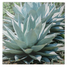 Carreau Agave Plante Succulent Bleu Cactus Botanique Déser