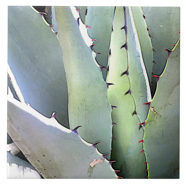 Carreau Agave Plante Succulent Bleu Cactus Botanique Déser (Devant)
