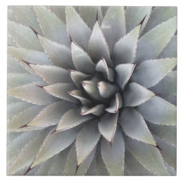 Carreau Agave Plante Succulent Bleu Cactus Botanique Déser
