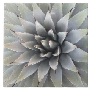 Carreau Agave Plante Succulent Bleu Cactus Botanique Déser