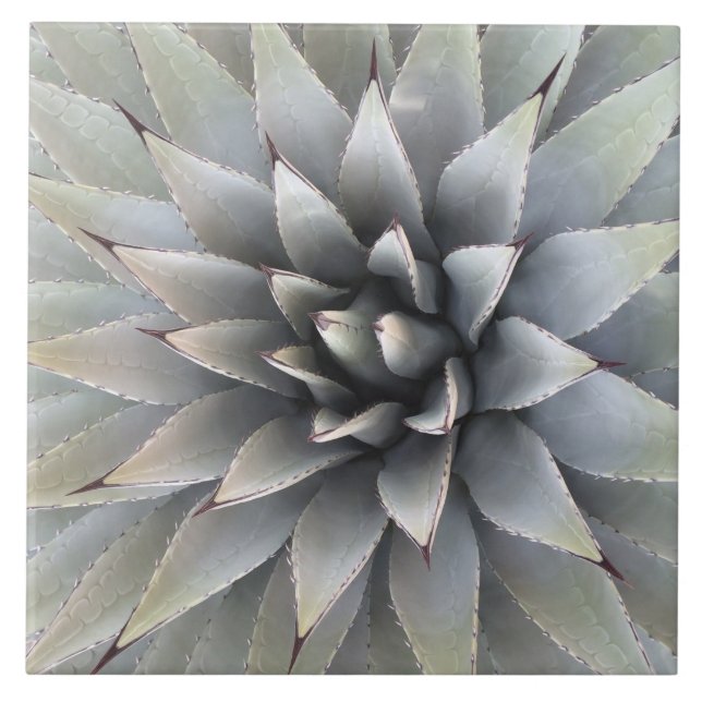 Carreau Agave Plante Succulent Bleu Cactus Botanique Déser (Devant)