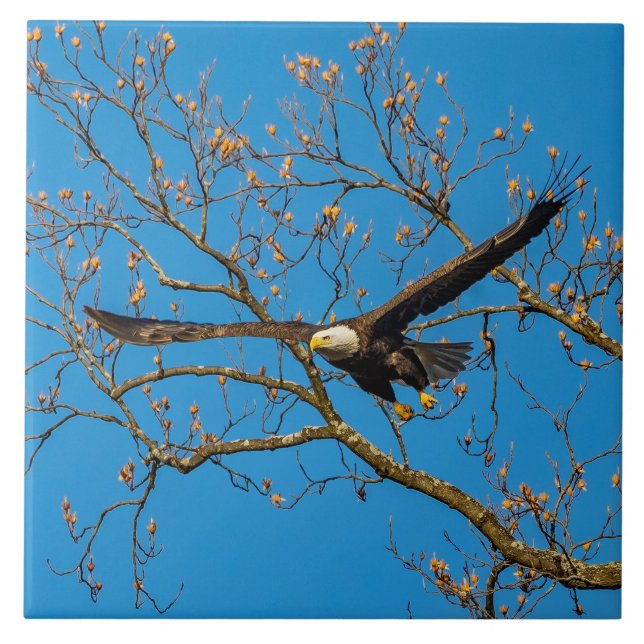 Carreau Aigle royal sur fond bleu (Devant)