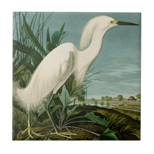 Carreau Aigrette neigeuse d'Audubon oiseau Héron blanc orn