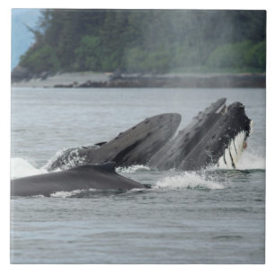 Carreau Alimentation des baleines à bosse