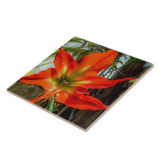 Carreau Amaryllis Closeup Ceramic Tile