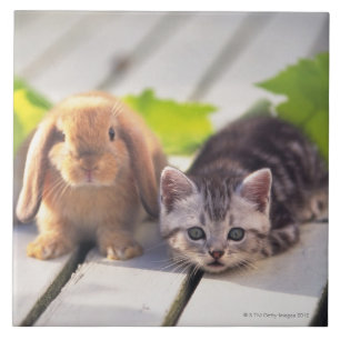 Carreau Américain Shorthair et lapin