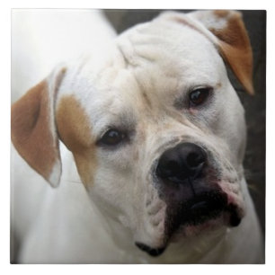 Carreau American Bulldog Love, Secourir Dog Life Best Frie