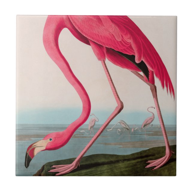 Carreau American Flamant rose Birds of America Audubon Imp (Devant)