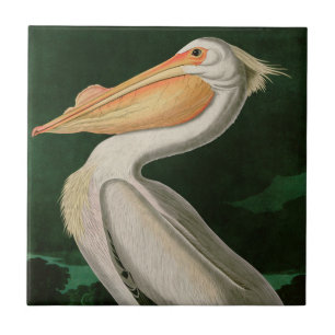 Carreau American White Pelican Birds of America Audubon