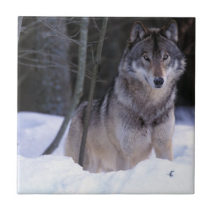 Carreau Amérique du Nord, Canada, Est du Canada, Loup gris