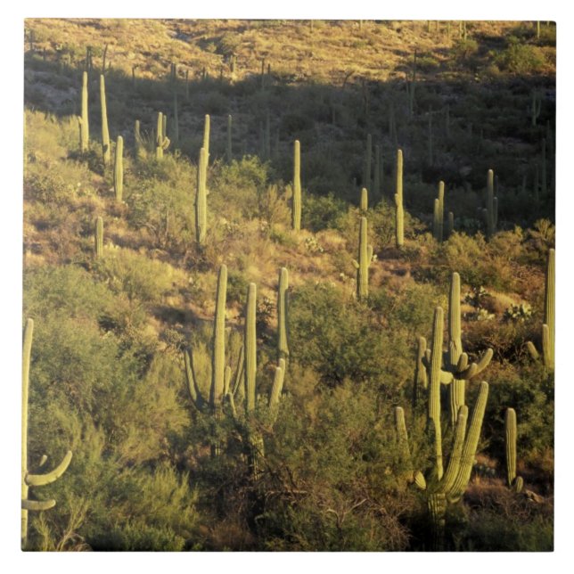 Carreau Amérique du Nord, États-Unis, Arizona, désert de S (Devant)