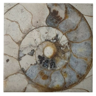 Carreau ammonite de calcaire grand