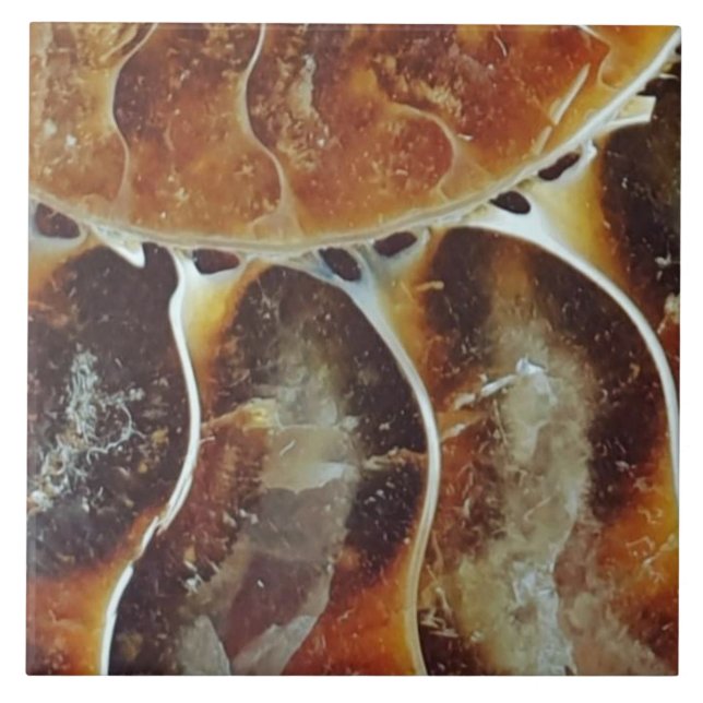 Carreau ammonite de Madagascar grand (Devant)