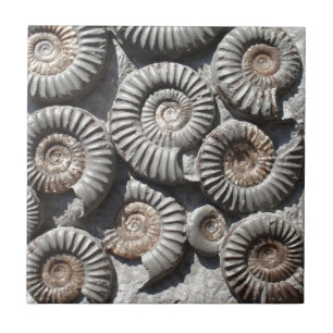 Carreau Ammonites sur la photo de roche