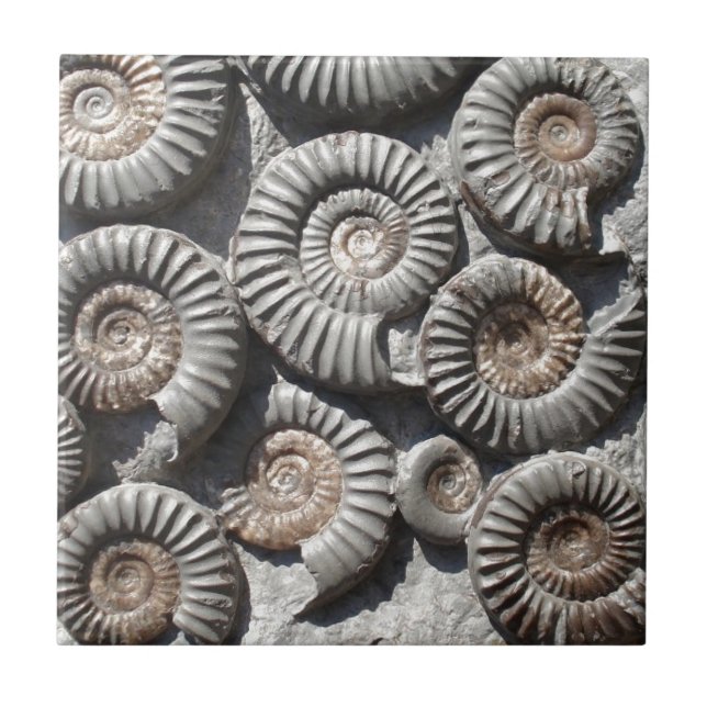 Carreau Ammonites sur la photo de roche (Devant)