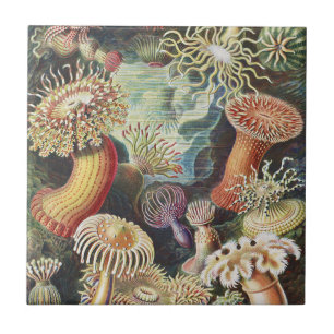 Carreau Anémones de mer de Haeckel Collage d'art de vie na