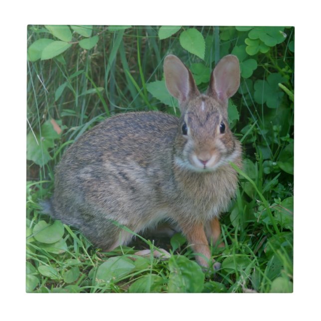 Carreau Animal Brown sauvage de lapin (Devant)