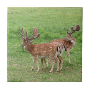 Carreau animal, cerf, faune, forêt, prairie, chasse, n