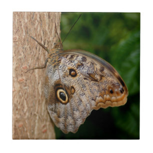 Carreau Animal papillon Brown