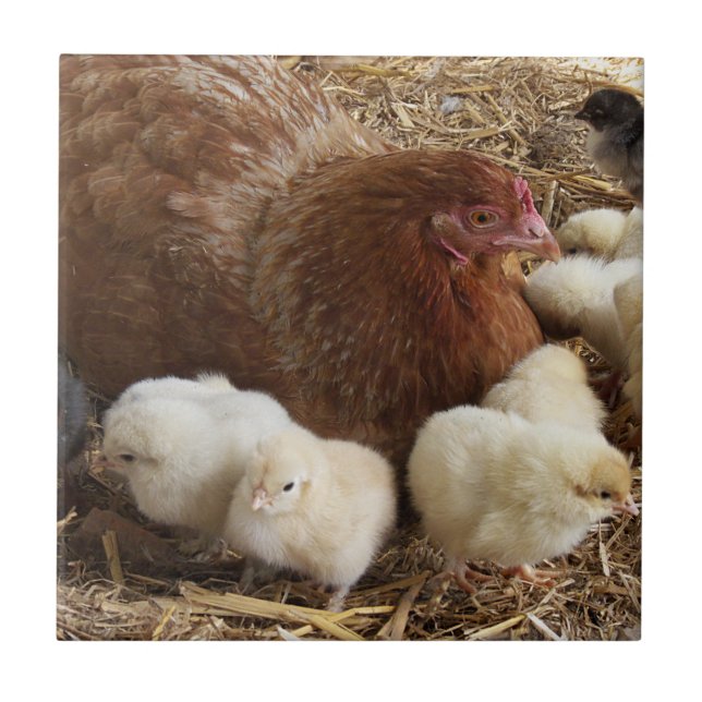 Carreau animal, poulet, ferme, mignonette, oiseau, bébé, (Devant)