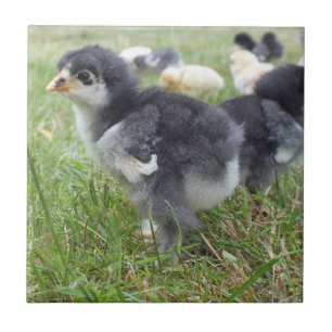 Carreau animal, poulet, ferme, mignonette, oiseau, bébé,