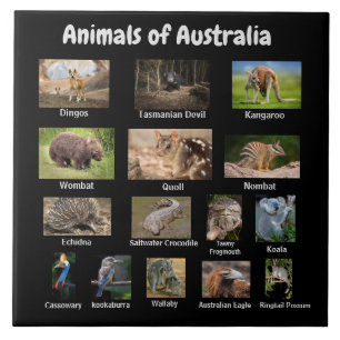 Carreau Animaux d'Australie