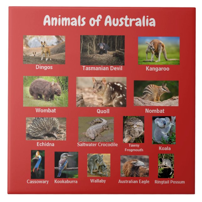 Carreau Animaux en Australie (Devant)
