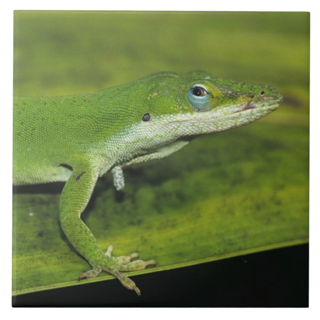 Carreau Anolis carolinensis, adulte sur palme (Devant)