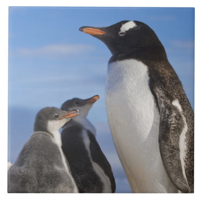 Carreau Antarctique, Neko Cove (Port). Pingouin Gentoo 2 (Devant)