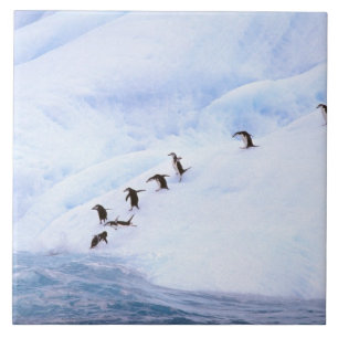 Carreau Antarctique, péninsule Antarctique. Écran