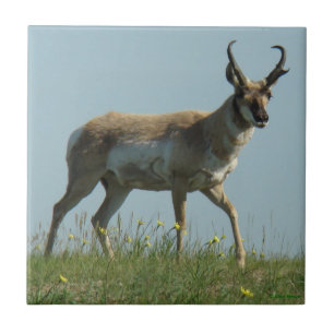 Carreau Antilope d'A10 Pronghorn et fleurs sauvages jaunes