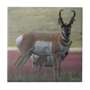 Carreau Antilope d'Amérique A24