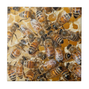 Carreau Apiculture à Arlo's Honey Farm