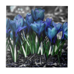 Carreau Aqua Blue Crocus Blooms
