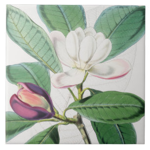 Carreau Aquarelle Botanique Blanc Magnolia & Feuilles vert